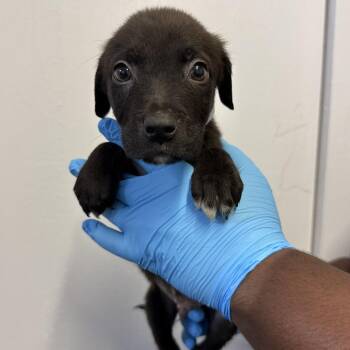 Pointer and Cattle Dog Dogs Available for Adoption in Hattiesburg, Mississippi - Randy | PetCurious