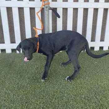 A614854 -  Labrador Retriever Dog for Adoption in Modesto, California - A614854 | PetCurious