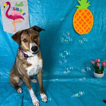 Shepherd Dogs Available for Adoption in Fresno, California - Starlet | PetCurious