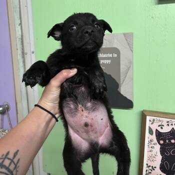 Astro -  Border Collie and Mixed Breed Dog for Adoption in Stephenville, Texas - Astro | PetCurious