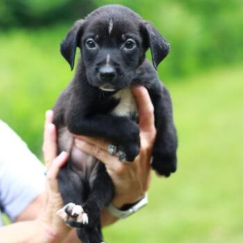 CT Meatloaf avail Jul 4 -  Labrador Retriever and Mixed Breed Dog for Adoption in Eastford, Connecticut - CT Meatloaf Avail Jul 4 | PetCurious