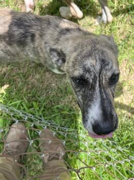 HONEY -  German Shepherd Dog Dog for Adoption in Sugar Land, Texas - HONEY | PetCurious