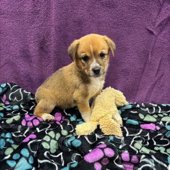 Rescue Mixed Breed Dogs for Adoption in Dallas, Texas - Pippa | PetCurious