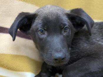 Platypup -  Shepherd and Mixed Breed Dog for Adoption in Portland, Oregon - Platypup | PetCurious