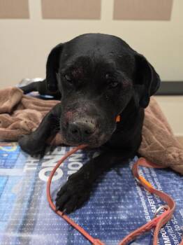 Cardinal -  Pit Bull Terrier and Mixed Breed Dog for Adoption in Rockport, Texas - Cardinal | PetCurious