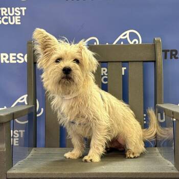 ABEL -  Schnauzer and Mixed Breed Dog for Adoption in Waterford, New Jersey - ABEL | PetCurious
