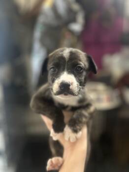 Boots -  Australian Cattle Dog Blue Heeler Dog for Adoption in Penryn, California - Boots | PetCurious