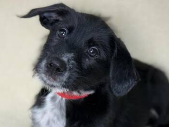 Popcorn -  Pointer and Siberian Husky Dog for Adoption in Portland, Oregon - Popcorn | PetCurious