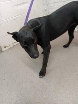 Labrador Retriever and Mixed Breed Dogs Available for Adoption - CLOVE | PetCurious