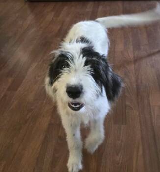 Rue -  Mixed Breed Dog for Adoption in Mobile, Alabama - Rue | PetCurious