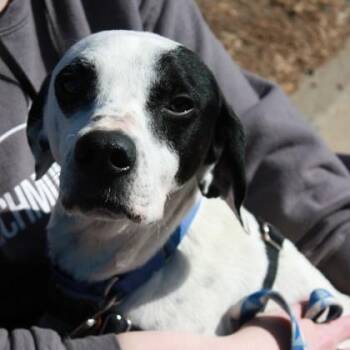 Odd Duck -  Hound and Mixed Breed Dog Available for Adoption in Richmond, Virginia - Odd Duck | PetCurious