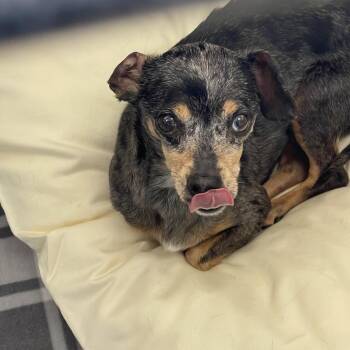 Dachshund and Chihuahua Dogs Available for Adoption in Tulsa, Oklahoma - Dean | PetCurious