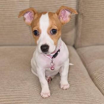 Biscoff -  Chihuahua and American Staffordshire Terrier Dog for Adoption in Tampa, Florida - Biscoff | PetCurious