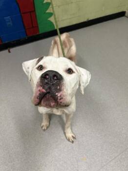 Rescue Pit Bull Terrier Dogs for Adoption in Indianapolis, Indiana - FLASH | PetCurious