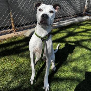 Mixed Breed and Pit Bull Terrier Dogs Available for Adoption in Salt Lake City, Utah - Olly | PetCurious