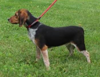 Scout (12036) -  Beagle Dog for Adoption in Heath, Ohio - Scout (12036) | PetCurious