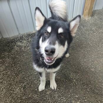Husky Dogs Available for Adoption in Ballston Spa, New York - Henley | PetCurious