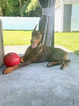 Onyx -  Doberman Pinscher Dog for Adoption in Fleetwood, Pennsylvania - Onyx | PetCurious