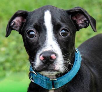 Hound and Boxer Dogs Available for Adoption in Nashville, Tennessee - Geronimo | PetCurious
