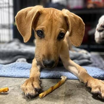Muffin -  Hound Dog for Adoption in Shinnston, West Virginia - Muffin | PetCurious