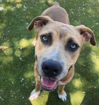 Peach Lemonade -  Mixed Breed and Pit Bull Terrier Dog for Adoption in Austin, Texas - Peach Lemonade | PetCurious
