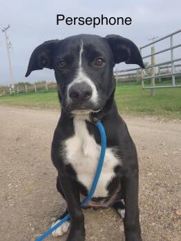 Rescue Boxer and Labrador Retriever Dogs for Adoption in Clavet, Saskatchewan - Persephone | PetCurious