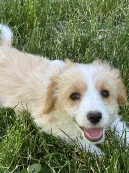 Sunny -  Miniature Poodle and Australian Shepherd Dog for Adoption in Lewiston, Idaho - Sunny | PetCurious