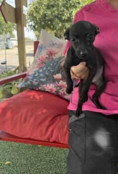 Pepper -  Chihuahua Dog for Adoption in Temecula, California - Pepper | PetCurious