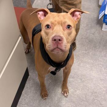 Shanna -  Mixed Breed Dog for Adoption in Philadelphia, Pennsylvania - Shanna | PetCurious