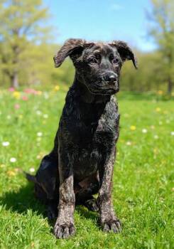 Dutch Shepherd Dogs Available for Adoption in Talladega, Alabama - Snickers 26/230 | PetCurious