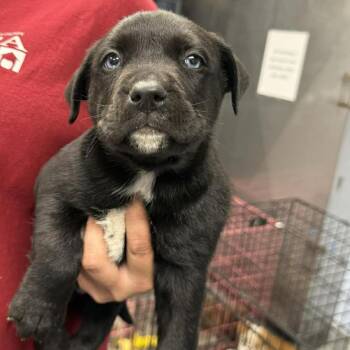 Mixed Breed Dogs Available for Adoption in Martinsville, Virginia - Spencer Reid | PetCurious