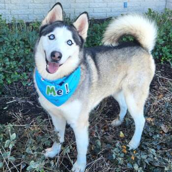 Husky Dogs Available for Adoption in Austin, Texas - Spike JuM | PetCurious