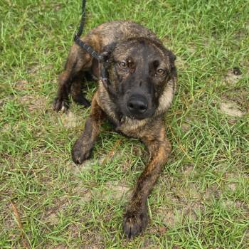 Kya -  Labrador Retriever and German Shepherd Dog Dog for Adoption in Foley, Alabama - Kya | PetCurious