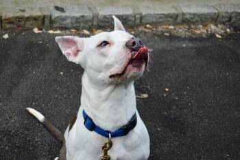 Rescue Pit Bull Terrier Dogs for Adoption in Port Washington, New York - Sheri Moon | PetCurious