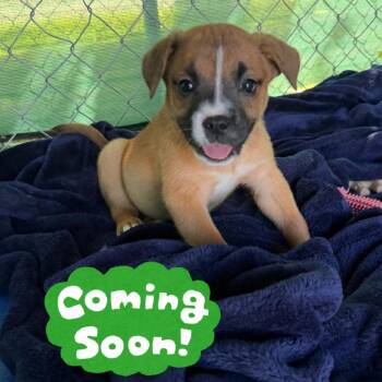 Swiss Chard -  Mixed Breed Dog for Adoption in Waynesville, North Carolina - Swiss Chard | PetCurious