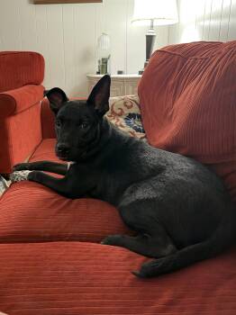 Terrier Dogs Available for Adoption in Rockaway, New Jersey - Henry Louis Lonestar | PetCurious