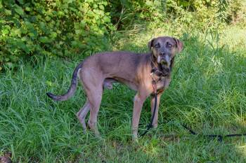 Rescue Mixed Breed Dogs for Adoption in Blair, Nebraska - Gizmo | PetCurious