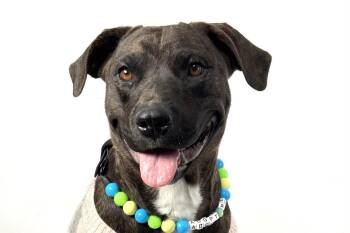 Pit Bull Terrier Dogs Available for Adoption - TILLY | PetCurious