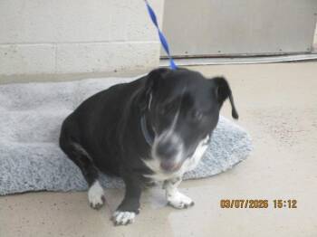 Dachshund and Beagle Dogs Available for Adoption - Mika(313) | PetCurious