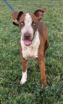 Cooper -  Hound Dog for Adoption in Pryor, Oklahoma - Cooper | PetCurious