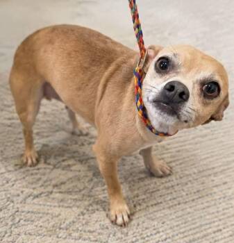 Rocky -  Chihuahua Dog for Adoption in Sparta, Wisconsin - Rocky | PetCurious
