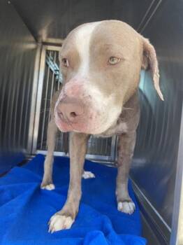 Mixed Breed Dogs Available for Adoption - MALCOM | PetCurious