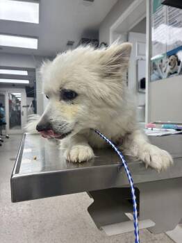 Kiba -  Pomeranian Dog for Adoption in Marietta, Georgia - Kiba | PetCurious
