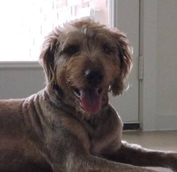 Rescue Poodle and Doberman Pinscher Dogs for Adoption in Garland, Texas - Alces | PetCurious