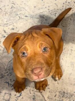 Jemma -  Labrador Retriever and Hound Dog for Adoption in Tarrytown, Georgia - Jemma | PetCurious