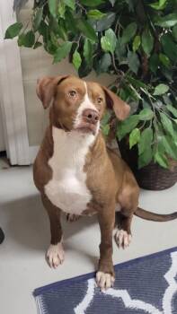 Turtle -  Mixed Breed Dog for Adoption in Metter, Georgia - Turtle | PetCurious