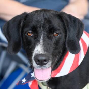 POPPY -  Mixed Breed Dog for Adoption in Fernandina Beach, Florida - POPPY | PetCurious
