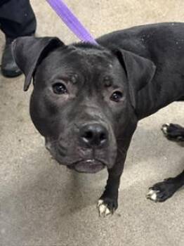 Lilith -  Pit Bull Terrier Dog for Adoption in Cleveland, Ohio - Lilith | PetCurious