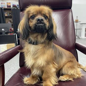 Cocker Spaniel and Pekingese Dogs Available for Adoption - Dexter  | PetCurious