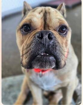 Buster -  English Bulldog Dog for Adoption in Warren, Michigan - Buster | PetCurious